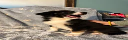 Australian Shepherd honden te koop: Australian Shepherd puppy's, 3x reu - Advertentie 3