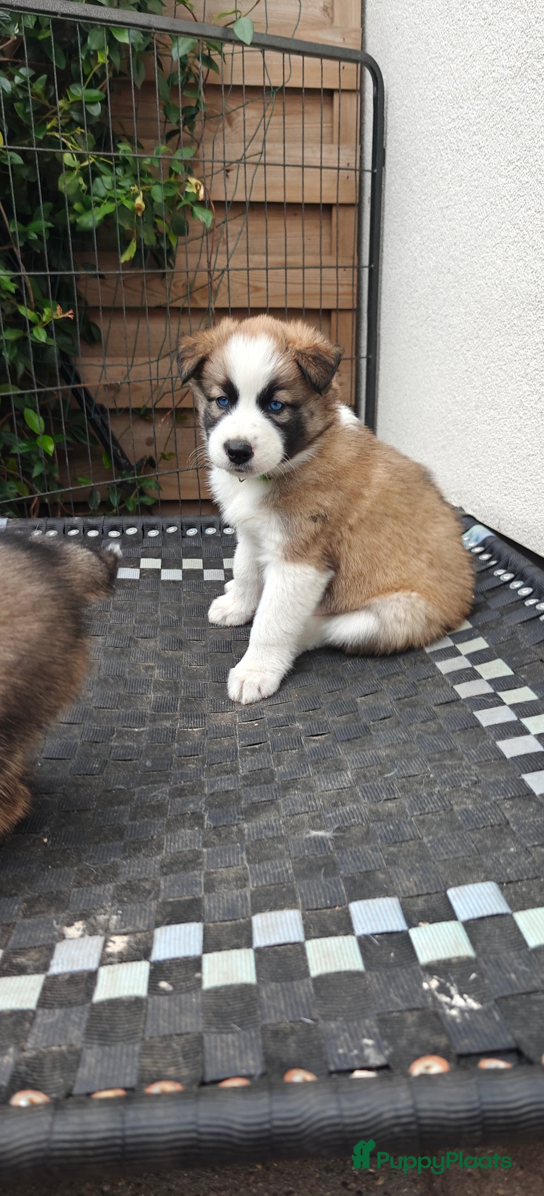 Kruising honden te koop: Borsky pup, Husky x Border Collie - Afbeelding 8
