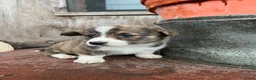 Welsh Corgi Cardigan honden te koop: Prachtige Welsh Corgi pups zoeken een warme thuis - Advertentie 5