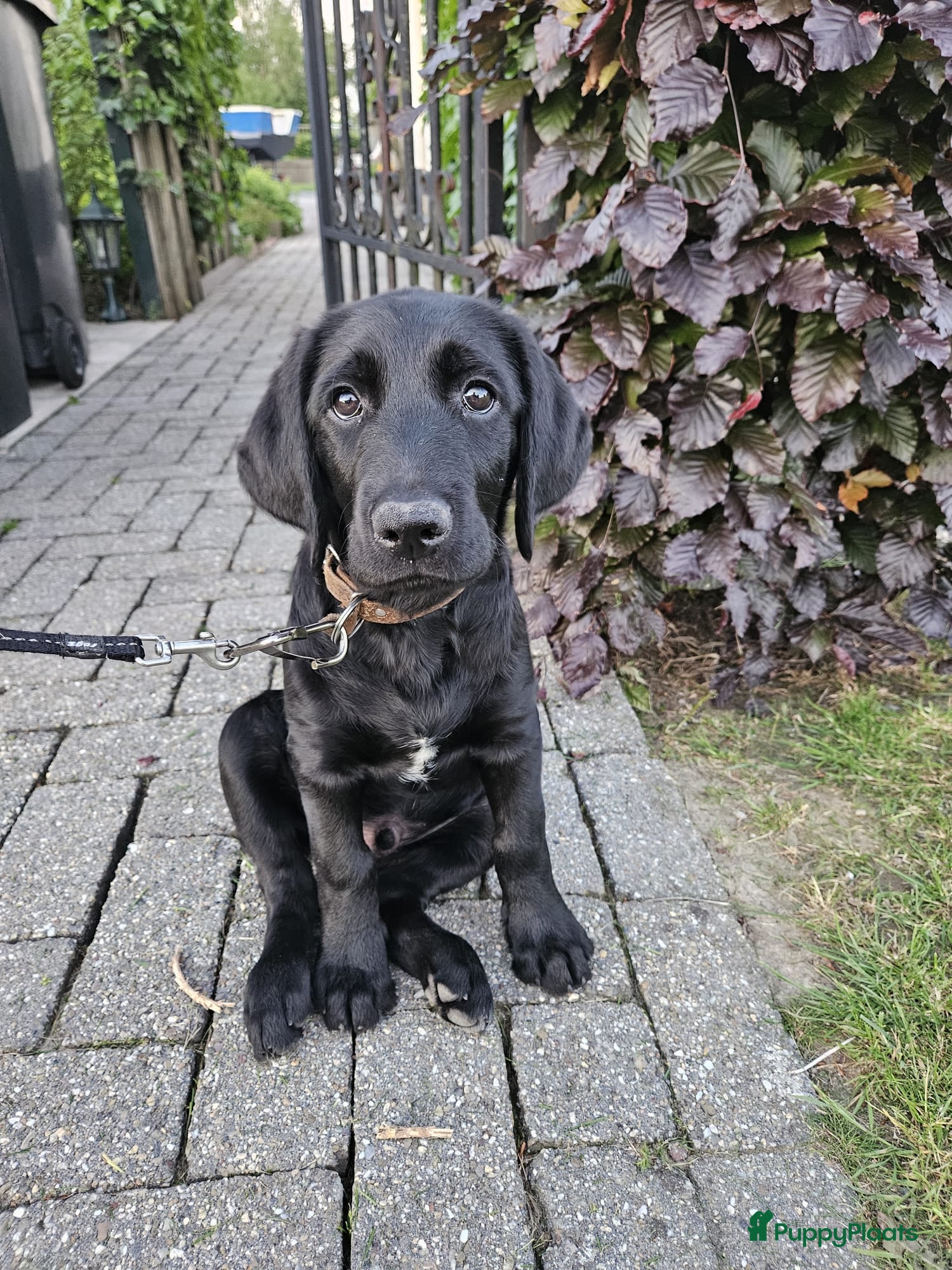 Labradoodle honden wegens annuleren, dit lieve mannetje zoekt mandje! - Advertentie 4
