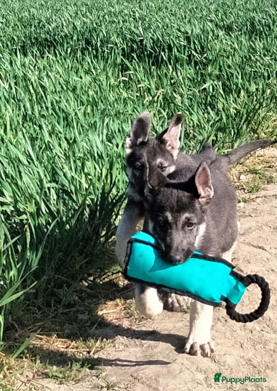 Duitse Herder honden Oost Europese herder pups (VEO) - Advertentie 1