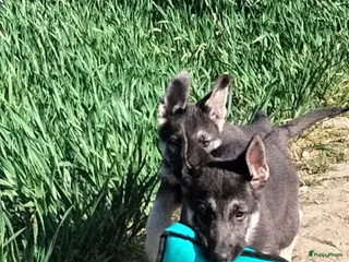 Duitse Herder honden Oost Europese herder pups (VEO) - Advertentie 1