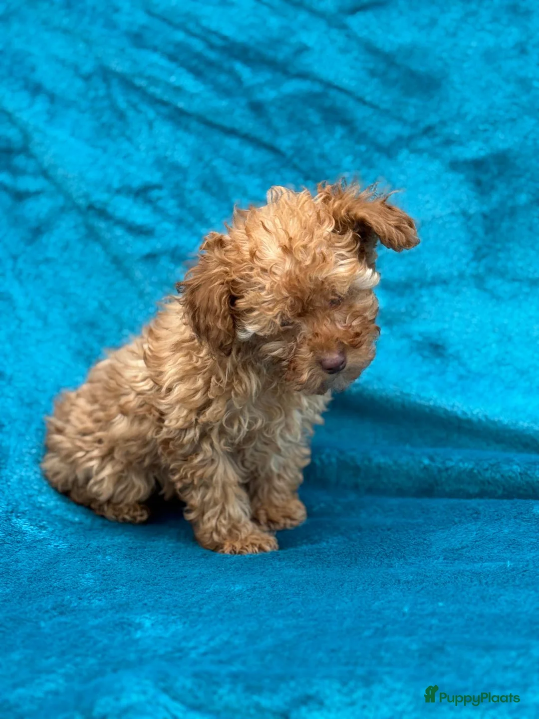 Poedel Toy honden te koop: Toypoedel toy poedel - Advertentie 8