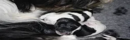 Nederlandse Schapendoes honden te koop: Nederlandse schapendoes - Advertentie 3