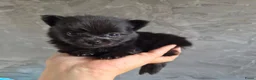 Pomeriaan honden te koop: Prachtige dwergkees/pomeranian pups - Advertentie 2