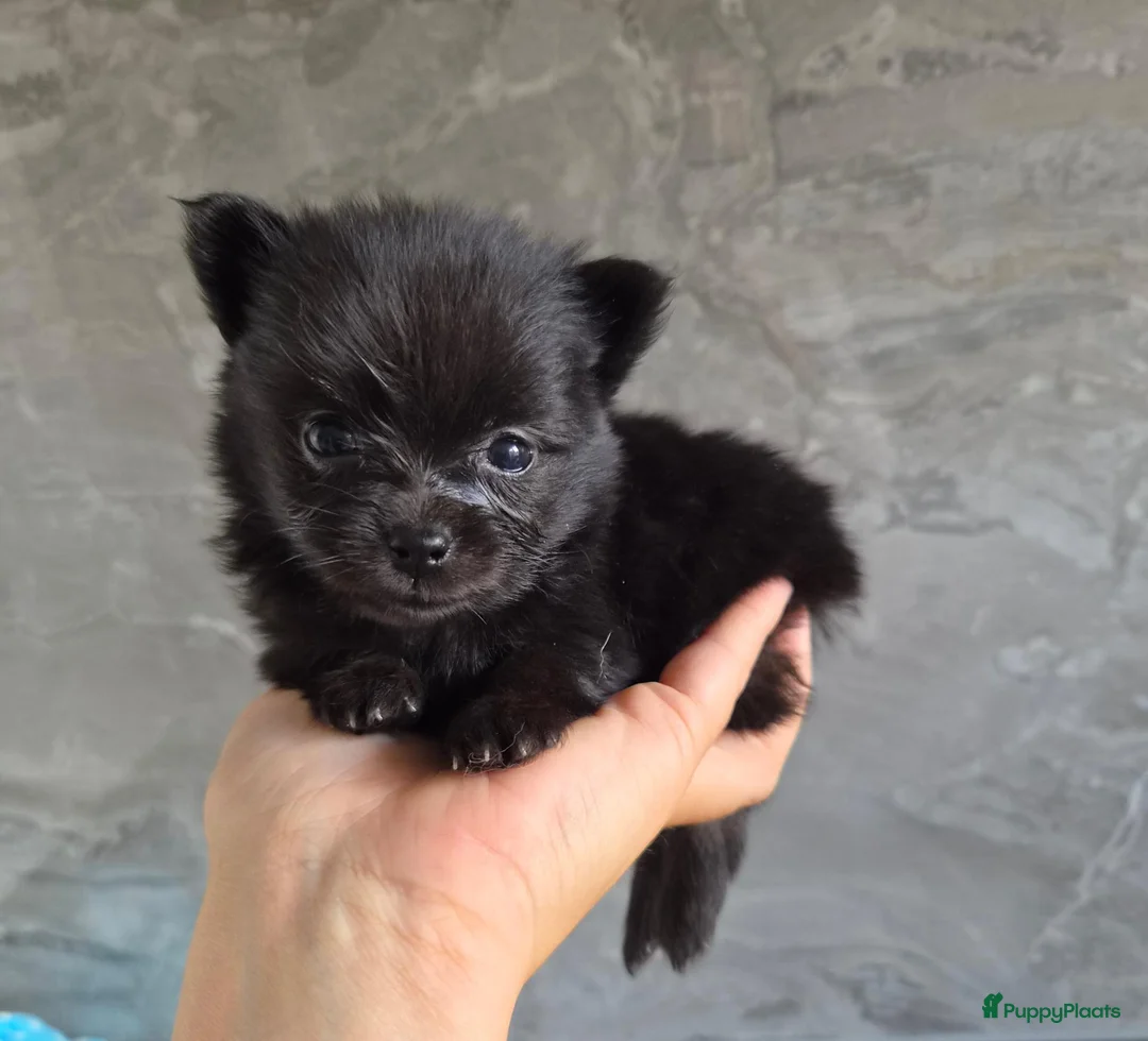 Pomeriaan honden te koop: Prachtige dwergkees/pomeranian pups - Advertentie 2