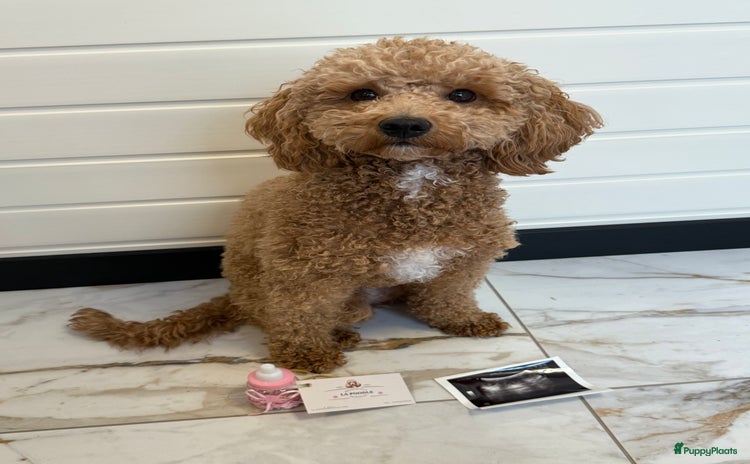 Kruising honden - Advertentie 5