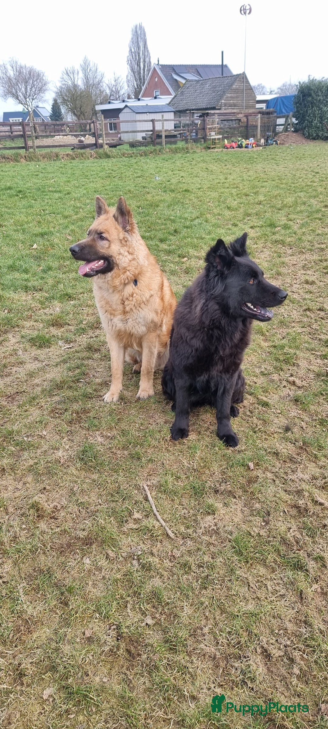 Kruising honden te koop: Prachtige pups Herdermix X Altdeutsche Hütehund  - Afbeelding 19