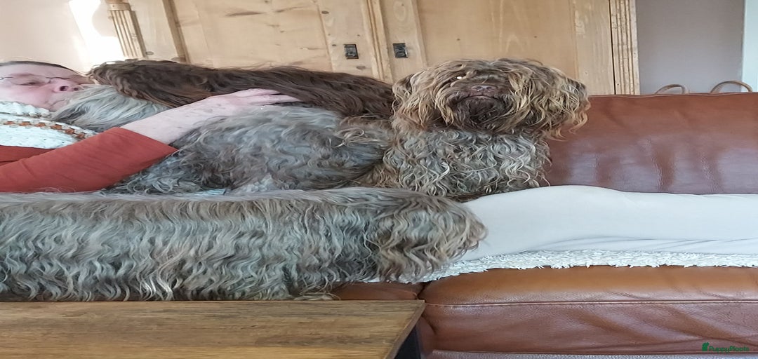 Galerij afbeelding {{count}}