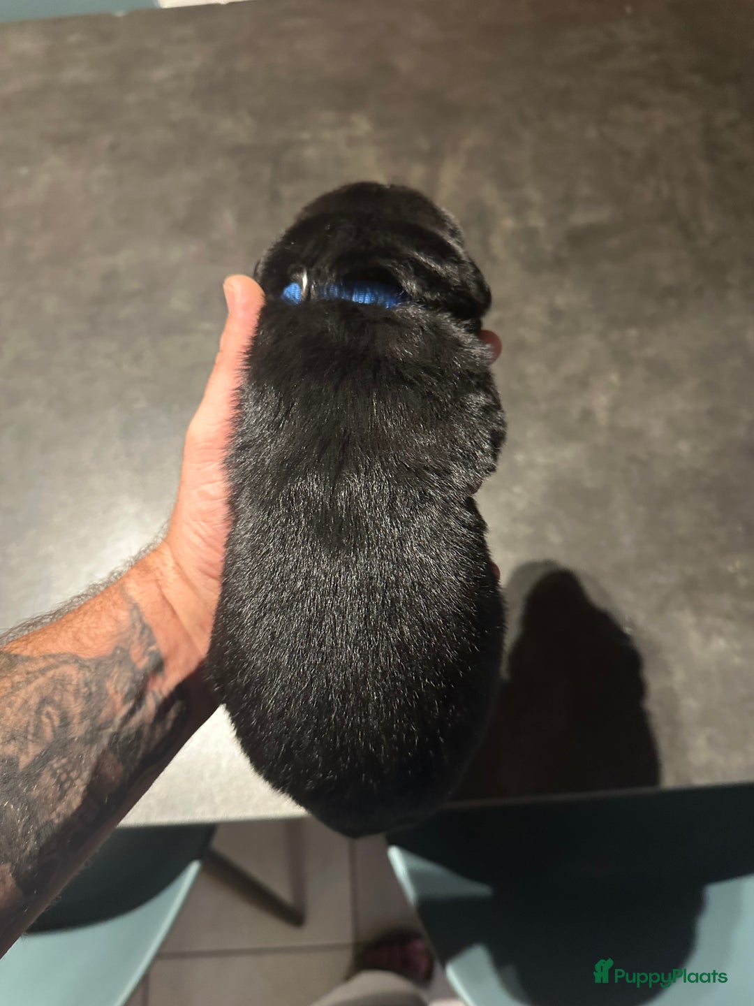 Kruising honden te koop: Liefdevolle bernsky pups  - Afbeelding 12