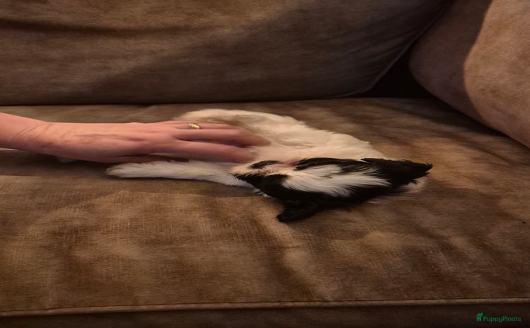 Boomer honden - Advertentie 2