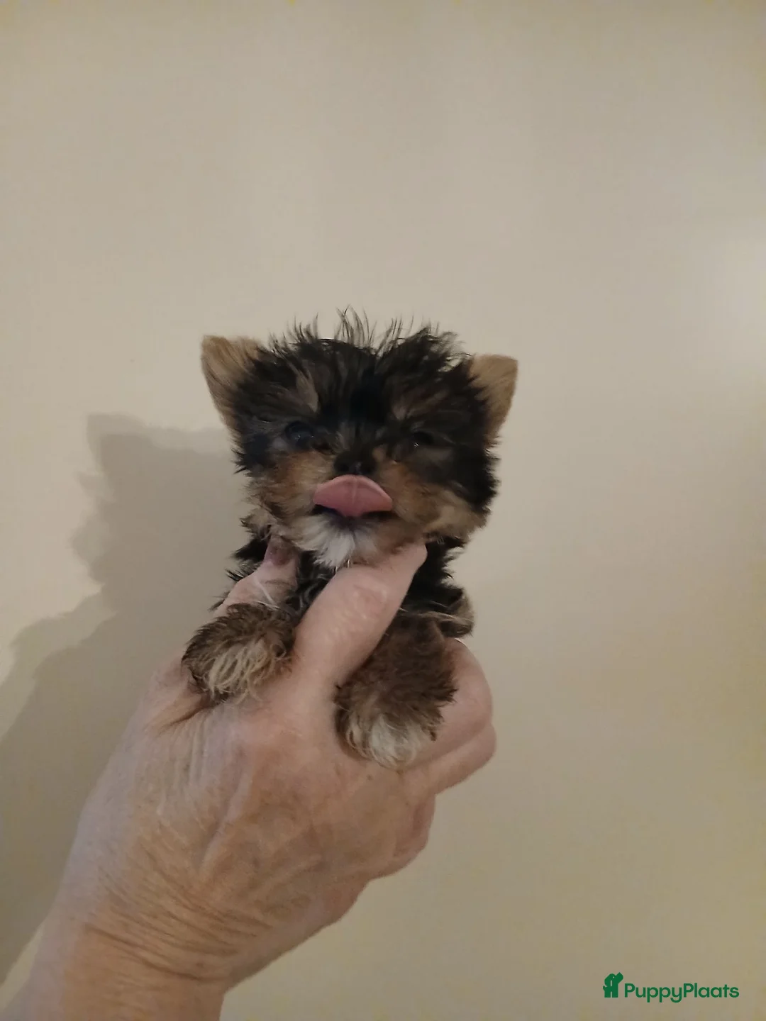 Yorkshire Terriër honden te koop: Yirkshire terrier  - Advertentie 2