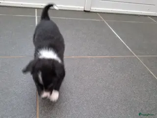 Border Collie honden bordercollie pup te koop - Advertentie 2