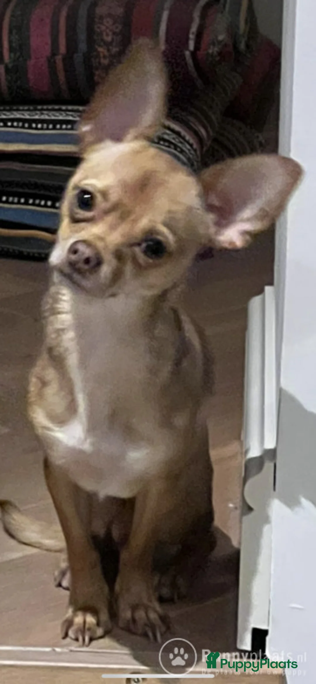 Chihuahua honden ter dekking: Chihuahua DEKREU- niet te koop in Waalwijk - Advertentie 3