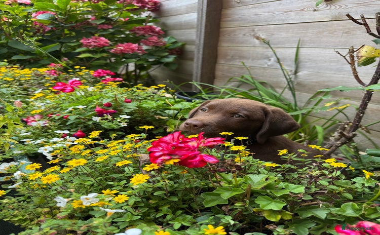 Labrador Retriever honden - Advertentie 2