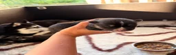 Pomsky honden te koop: Pomsky puppy’s  - Advertentie 13