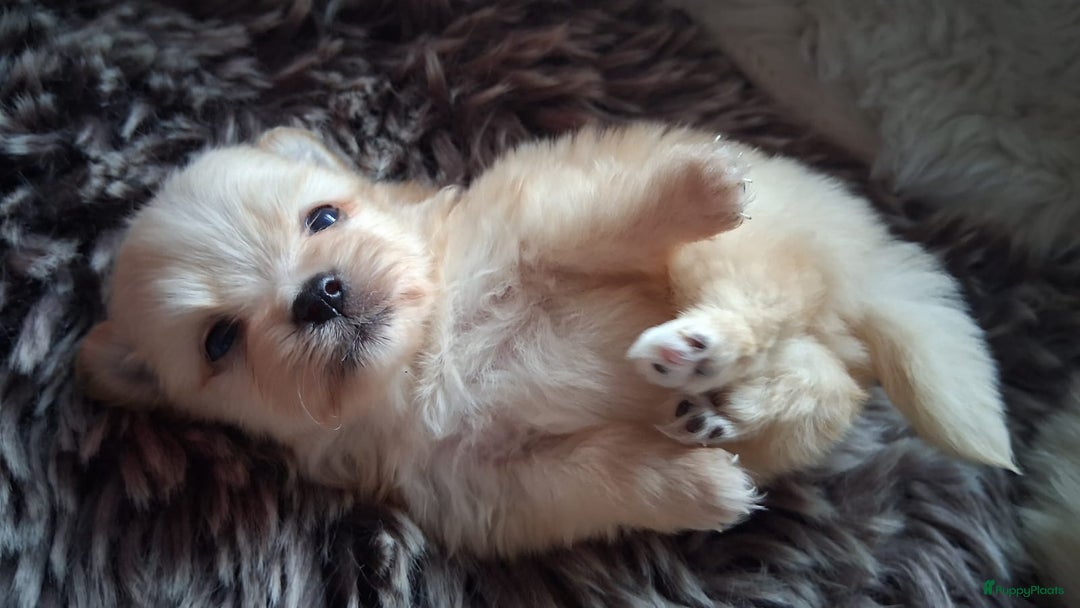 Pomchi honden te koop: Prachtige pomeriaan x pomchi's pups  - Advertentie 6