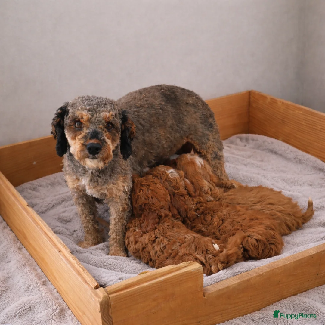 Maltipoo honden te koop: Maltipoo Pup,s  - Advertentie 4