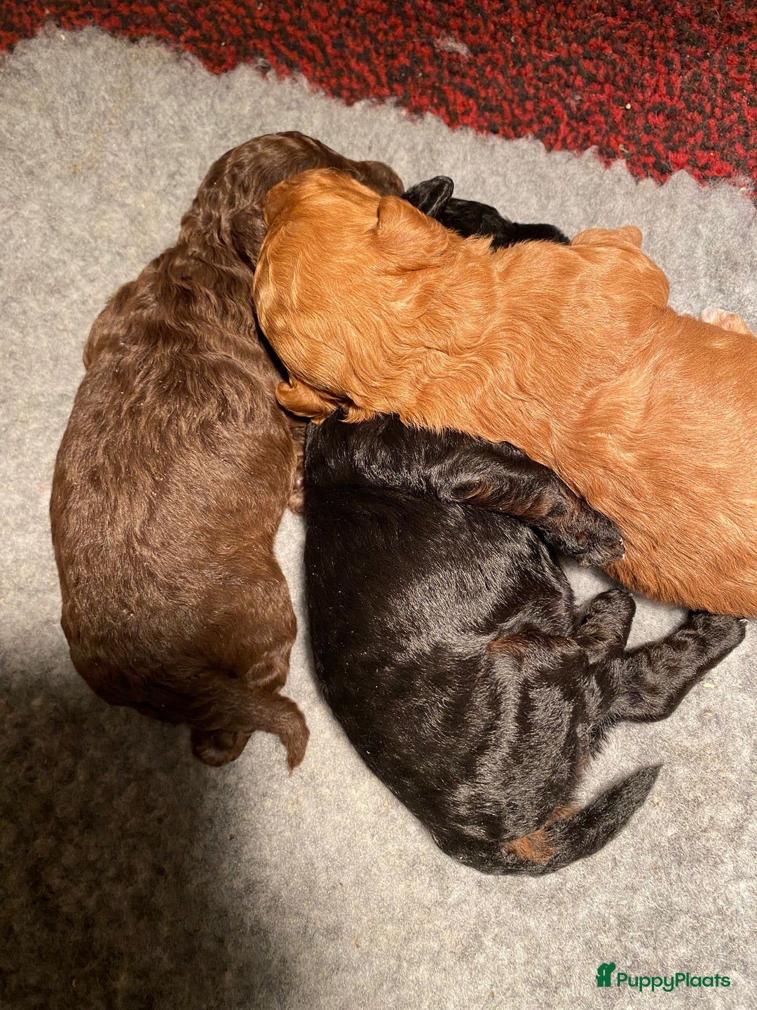 Poedel Toy honden te koop: Toy poedel teefje  in Oss - Afbeelding 3