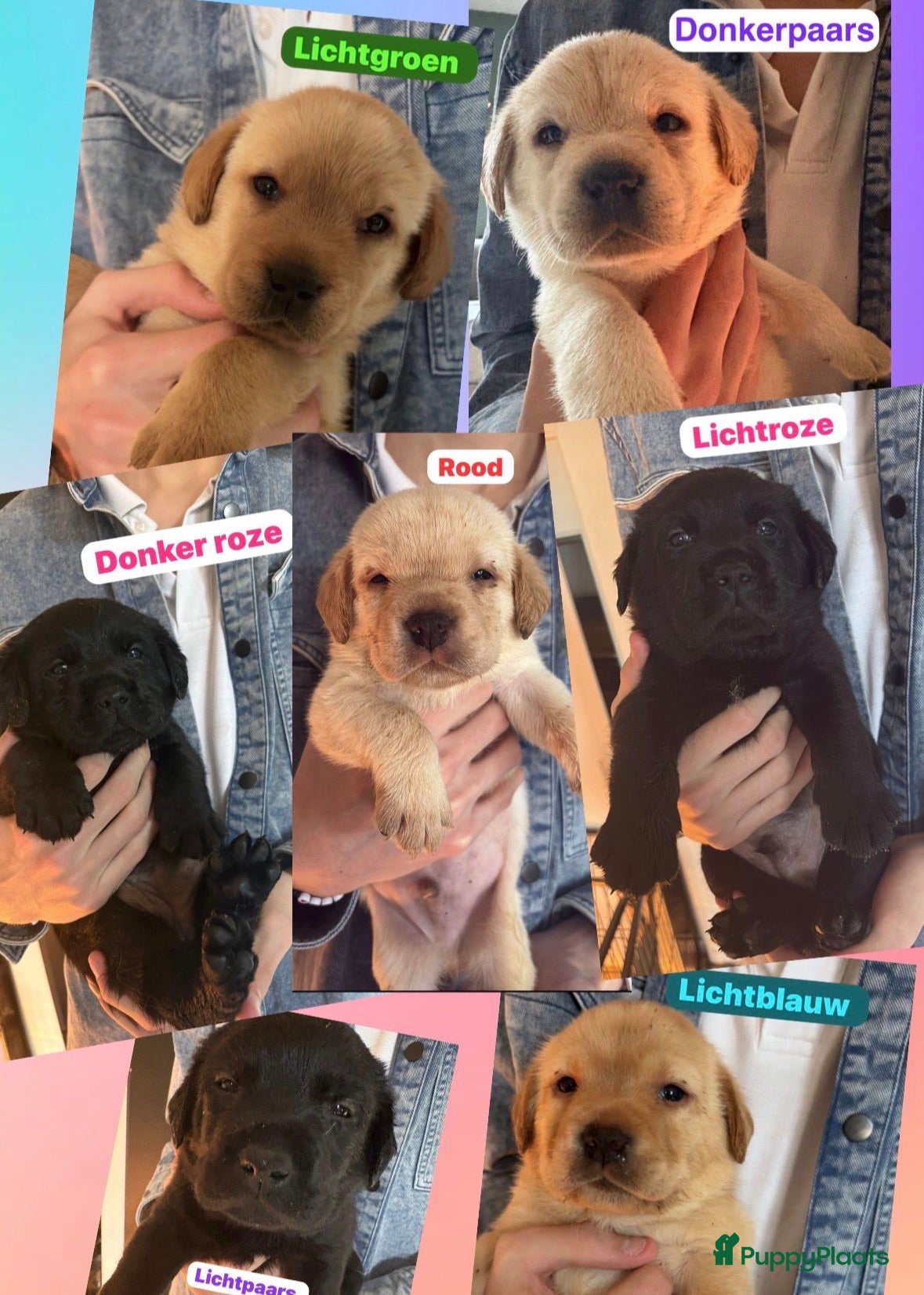 Labrador Retriever honden Labrador pups  - Advertentie 1