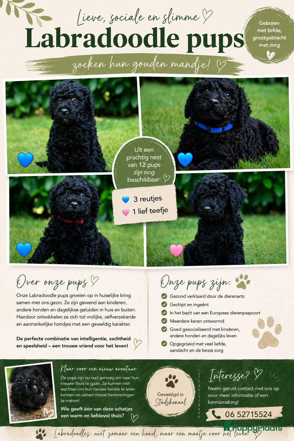 Labradoodle honden te koop: Prachtige Labradoodle pups mogen verhuizen  - Advertentie 1
