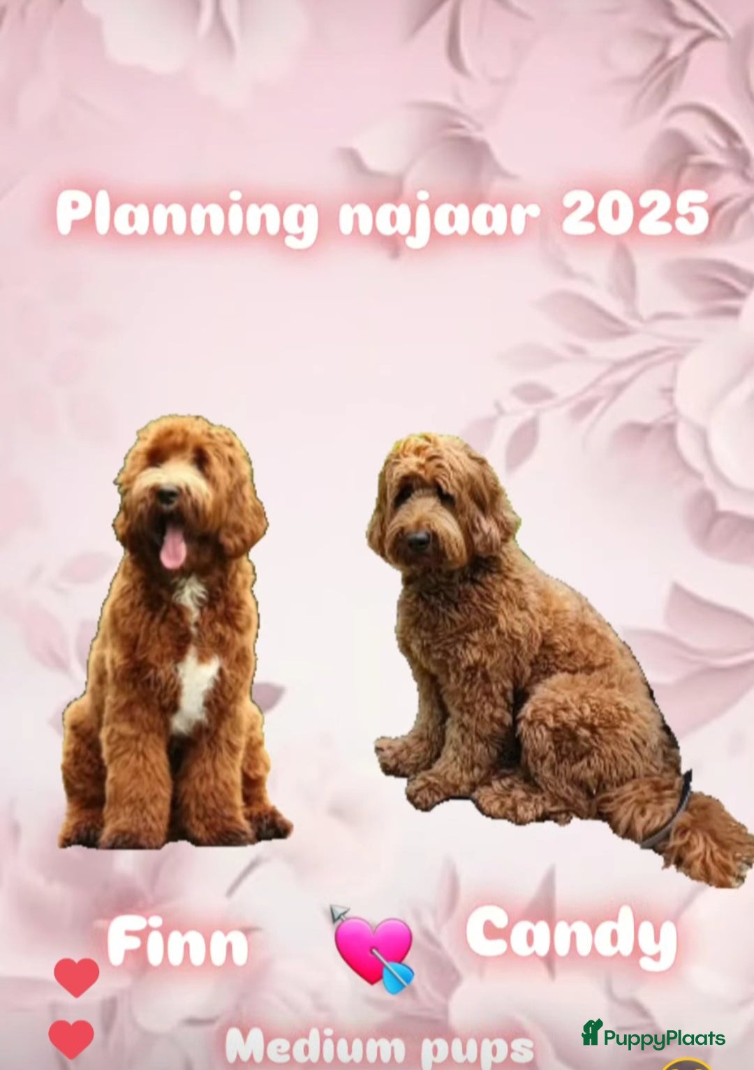 Australian Labradoodle honden te koop: Australian labradoodle pups - Advertentie 2