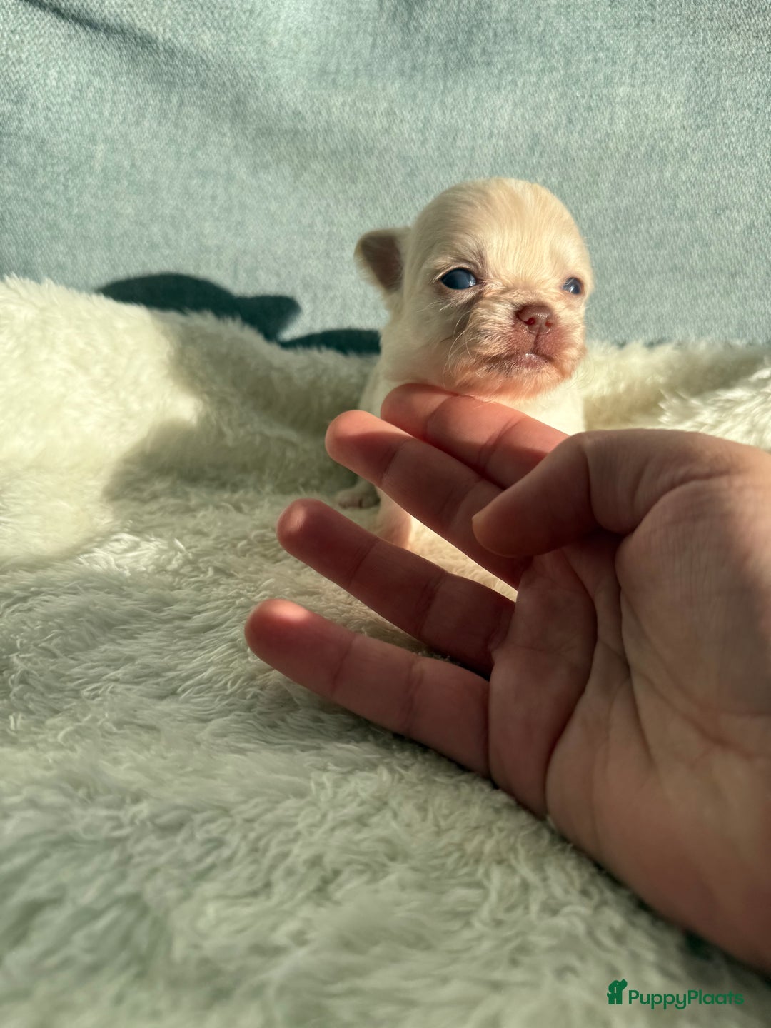 Chihuahua honden te koop: Chihuahuas pups - Advertentie 2