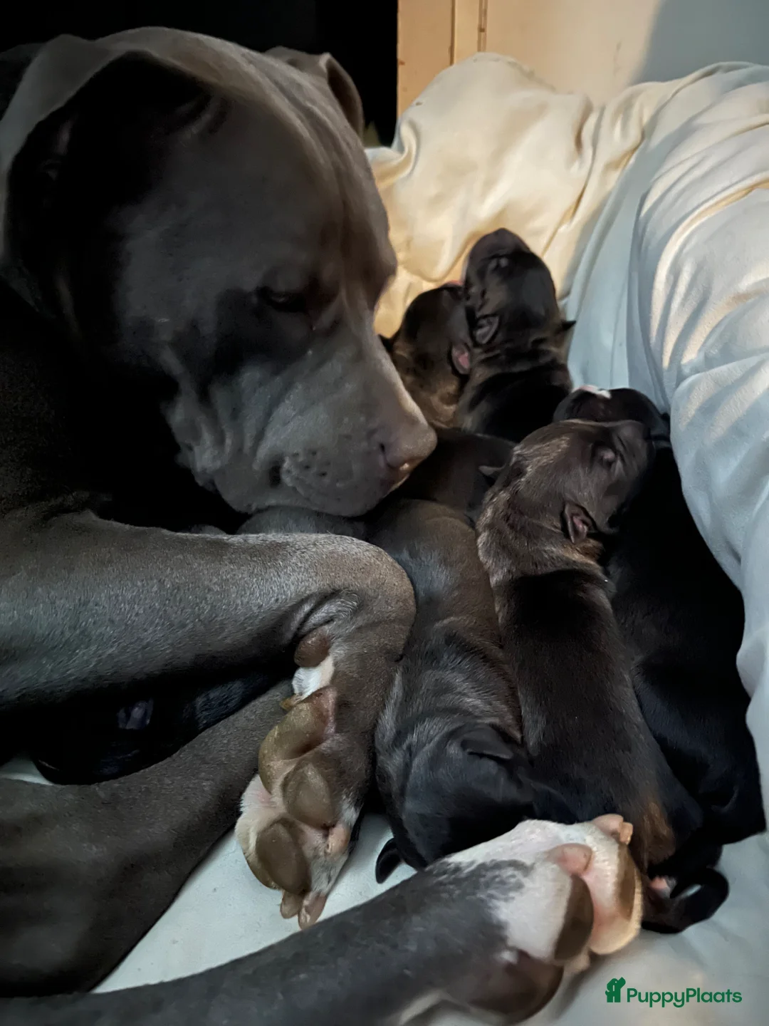 American Staffordshire Terriër honden te koop: American Staffordshire Terrier 9 gezonde pups - Advertentie 2