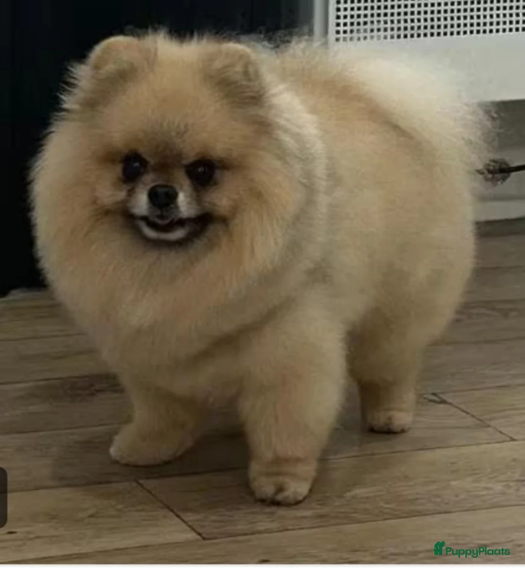 Pomeriaan honden te koop: Pomeriaan pup - Advertentie 4