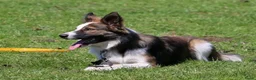 Border Collie honden te koop: Gezonde Border Collie pups stamboom (ISDS/FCI) - Advertentie 35