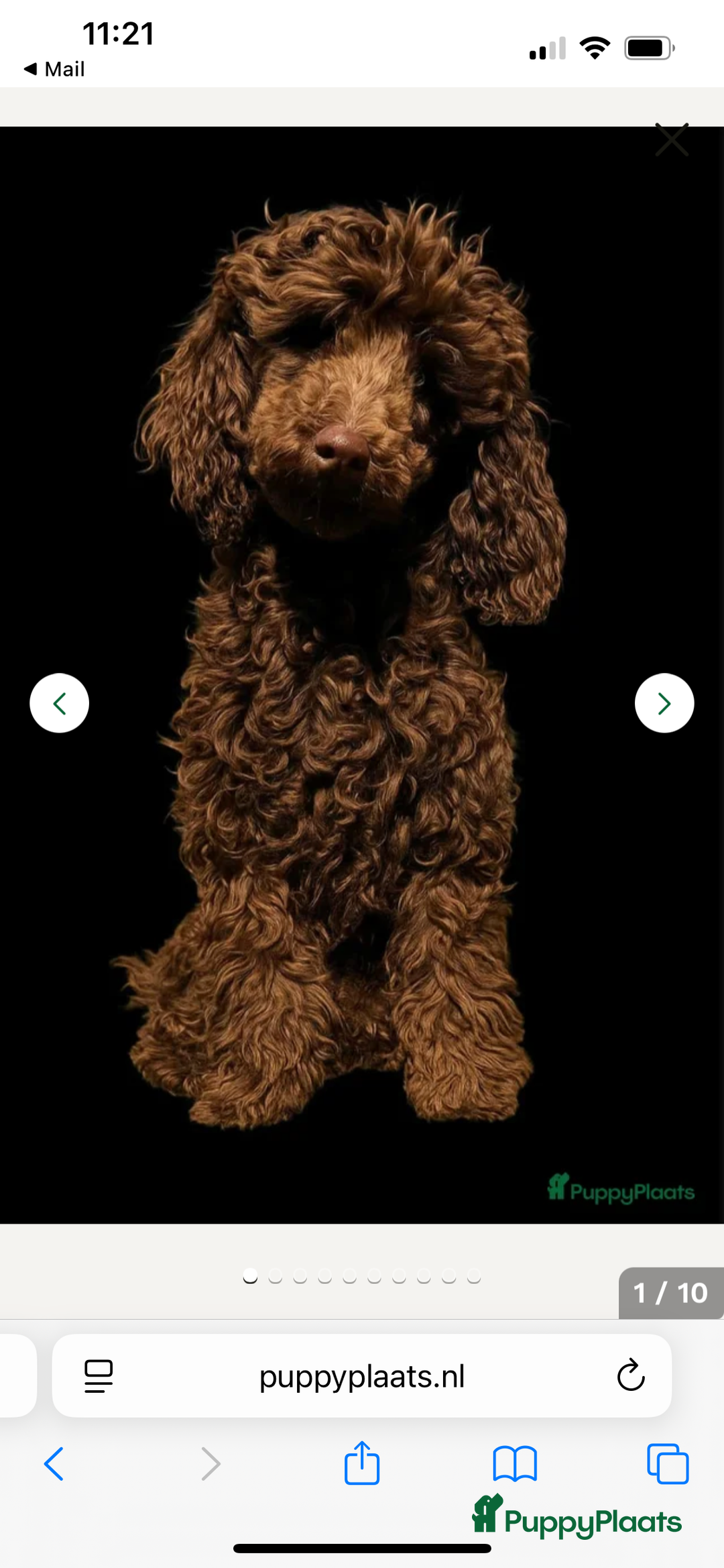 Poedel Toy honden te koop: Schitterende choco toypoedel pups uit merle moeder - Advertentie 13