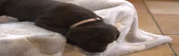 Labrador Retriever honden te koop: Prachtige chocoladebruine Labrador pups - Advertentie 13