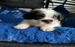 Boomer honden te koop: Boomerpups - Afbeelding 4