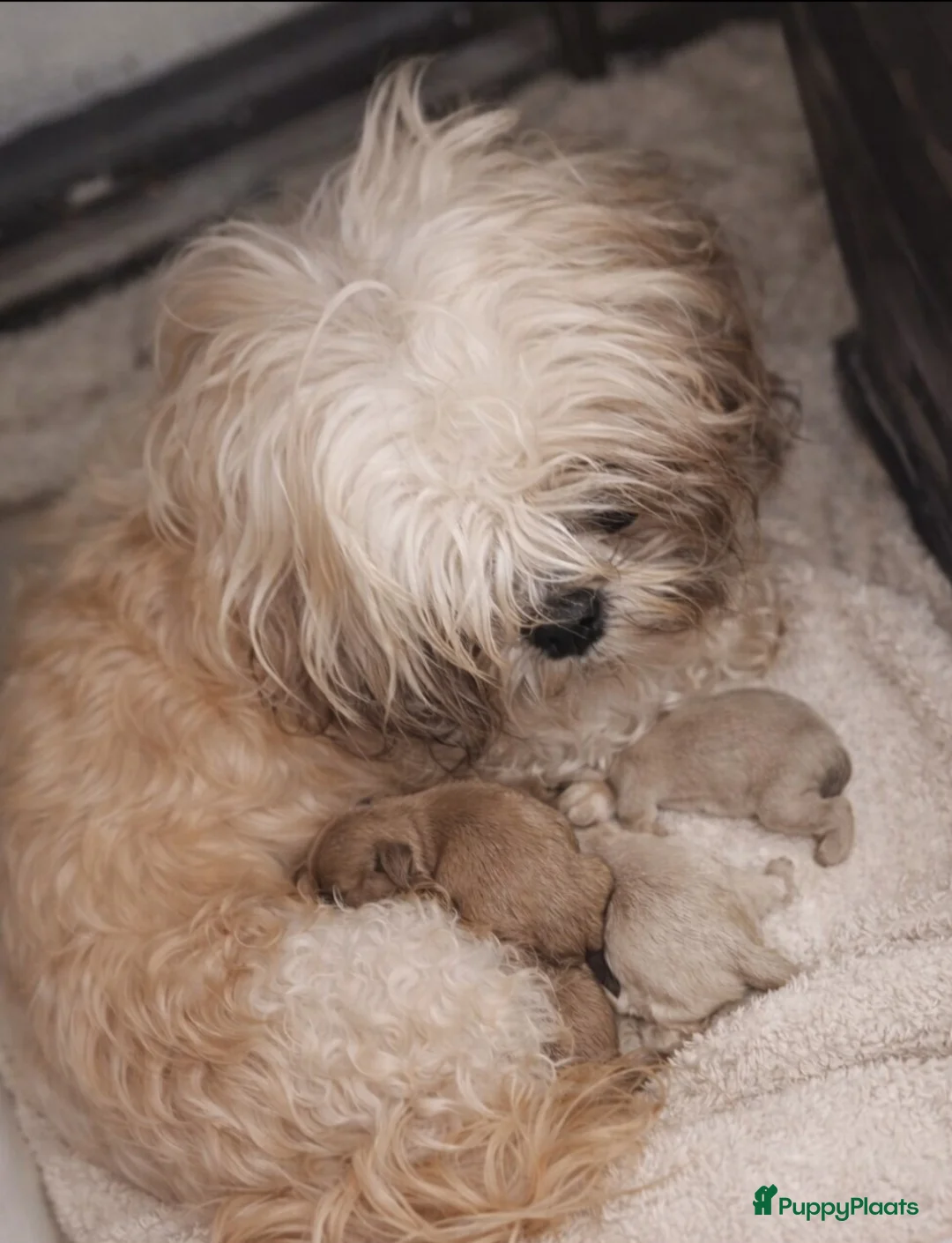Shih Tzu honden te koop: Prachtig gekleurde Shih tzu pups - Advertentie 4