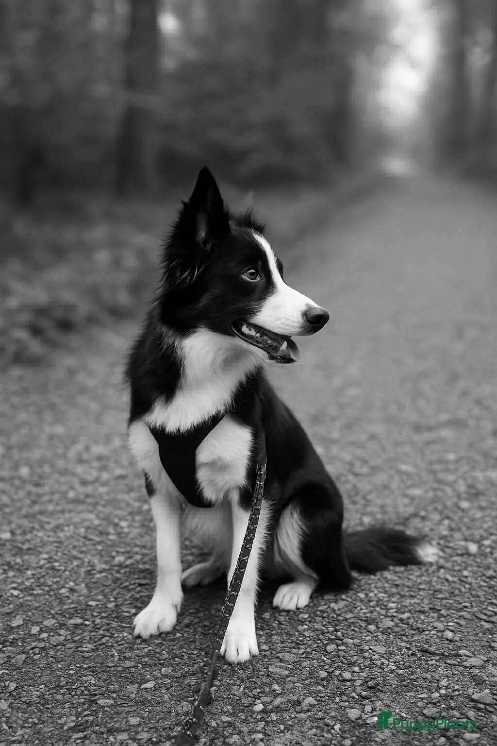 Kruising honden Bordecolie australian shepherd  - Advertentie 3