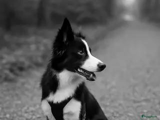 Kruising honden Bordecolie australian shepherd - Advertentie 3