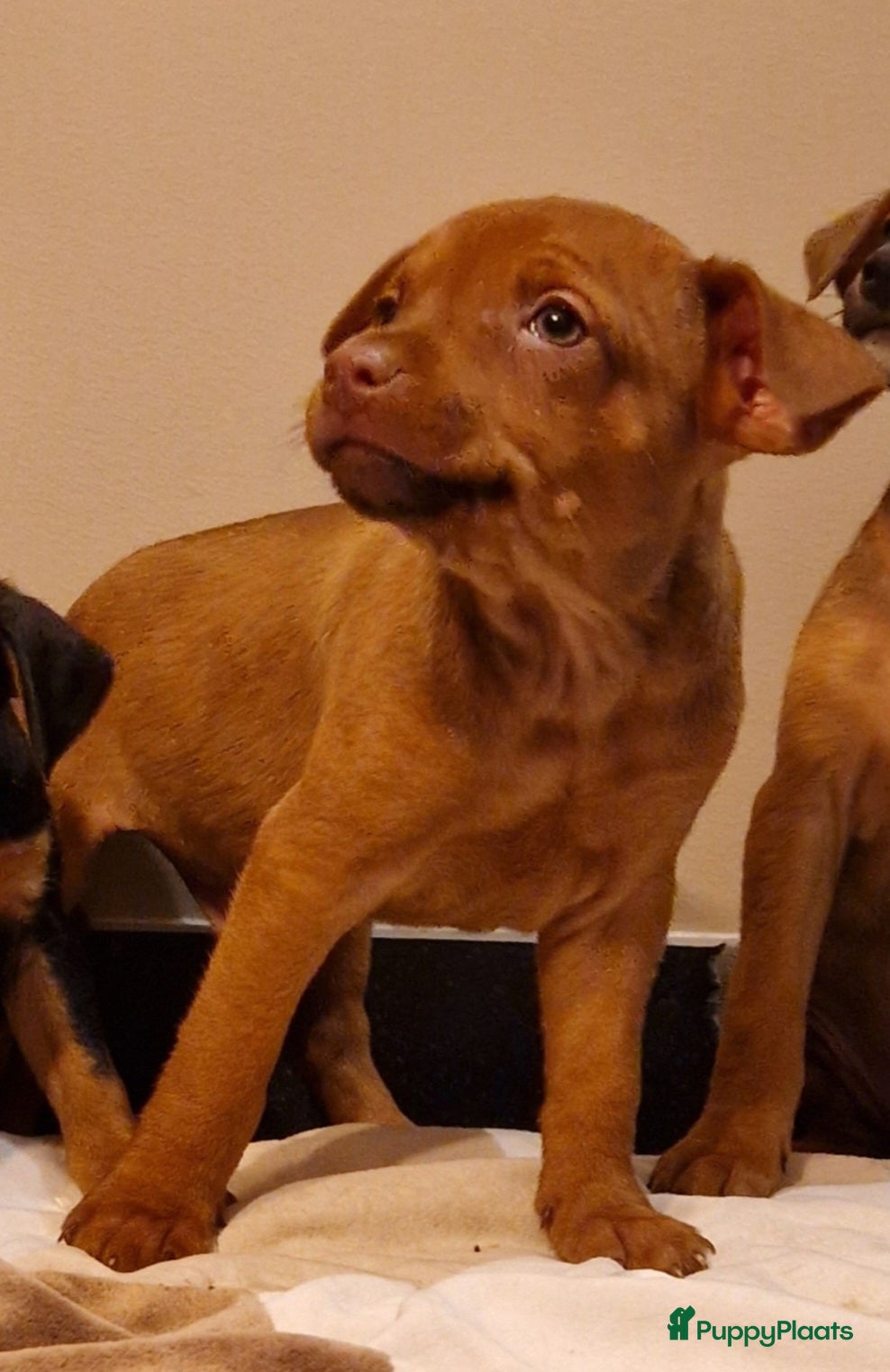 Dwergpinscher honden Dwergpinschers puppy's  - Advertentie 2