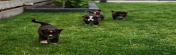 Miniature American Shepherd honden te koop: Mini American Shepherd pup teefje - Advertentie 6