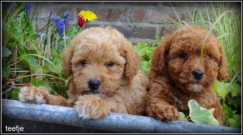 Maltipoo honden Maltipoo F1b pups - Advertentie 2