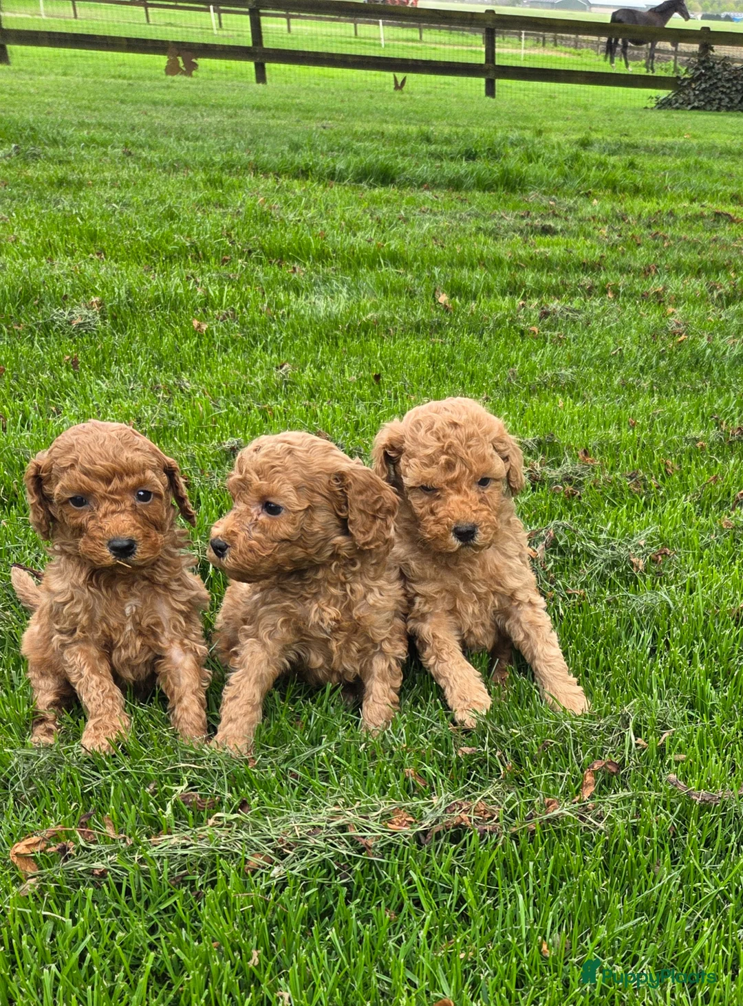 Kruising honden te koop: Labradoodle pups kleine medium F4 reutjes - Advertentie 1