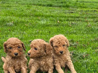 Kruising honden Labradoodle pups kleine medium F4 reutjes - Advertentie 1