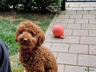 Dwergpoedel honden Puppy poedel abrikoos - Advertentie 6