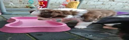 Border Collie honden te koop: Border collie pups - Advertentie 23