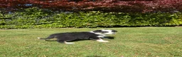 Kruising honden te koop: Australian Shepherd x Border Collie pups - Advertentie 37