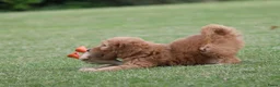 Goldendoodle honden te koop: Mooie Goldendoodle pups - Advertentie 18