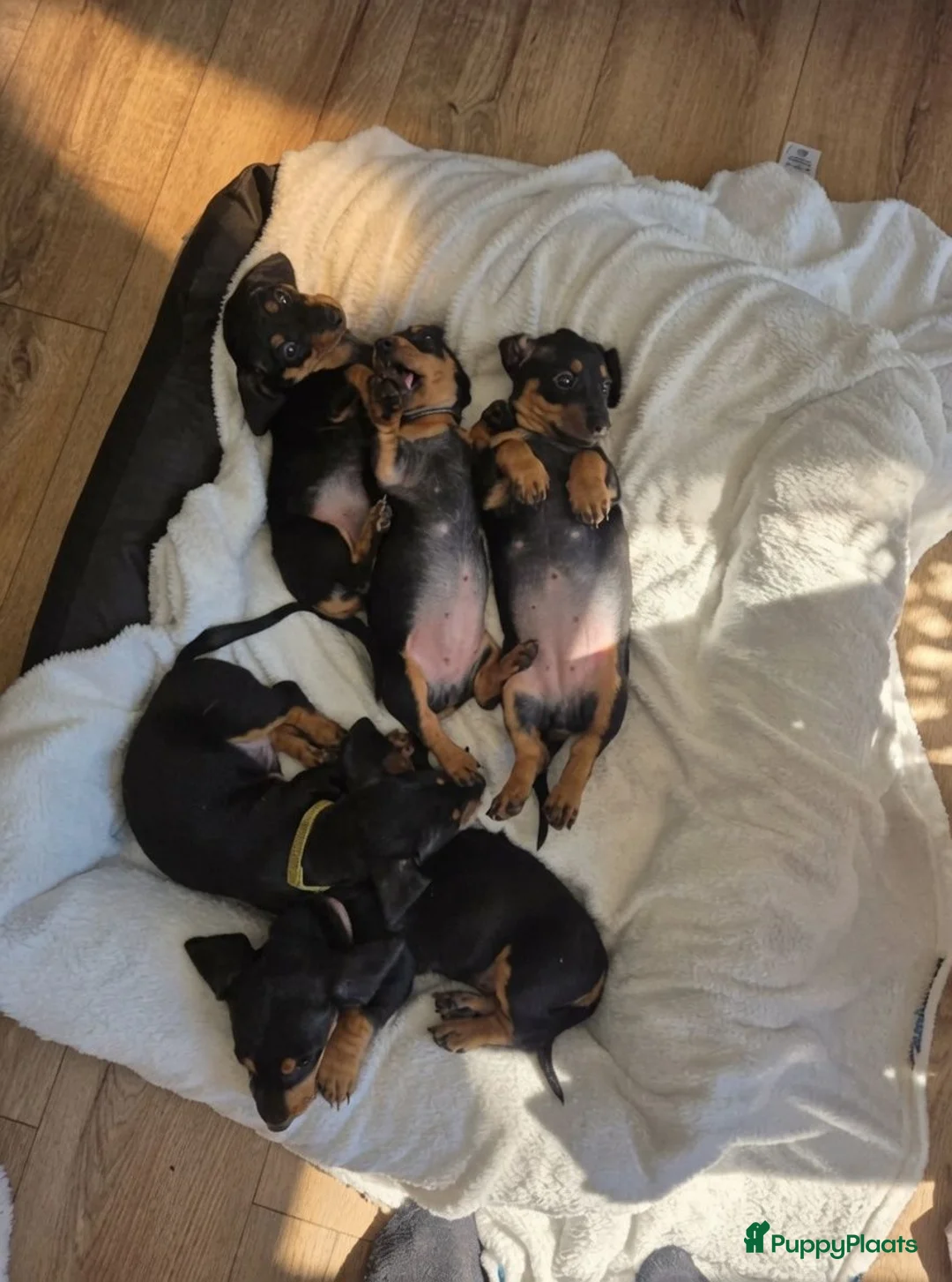 Teckel (korthaar)  honden te koop: Dwergteckel pups - Advertentie 1