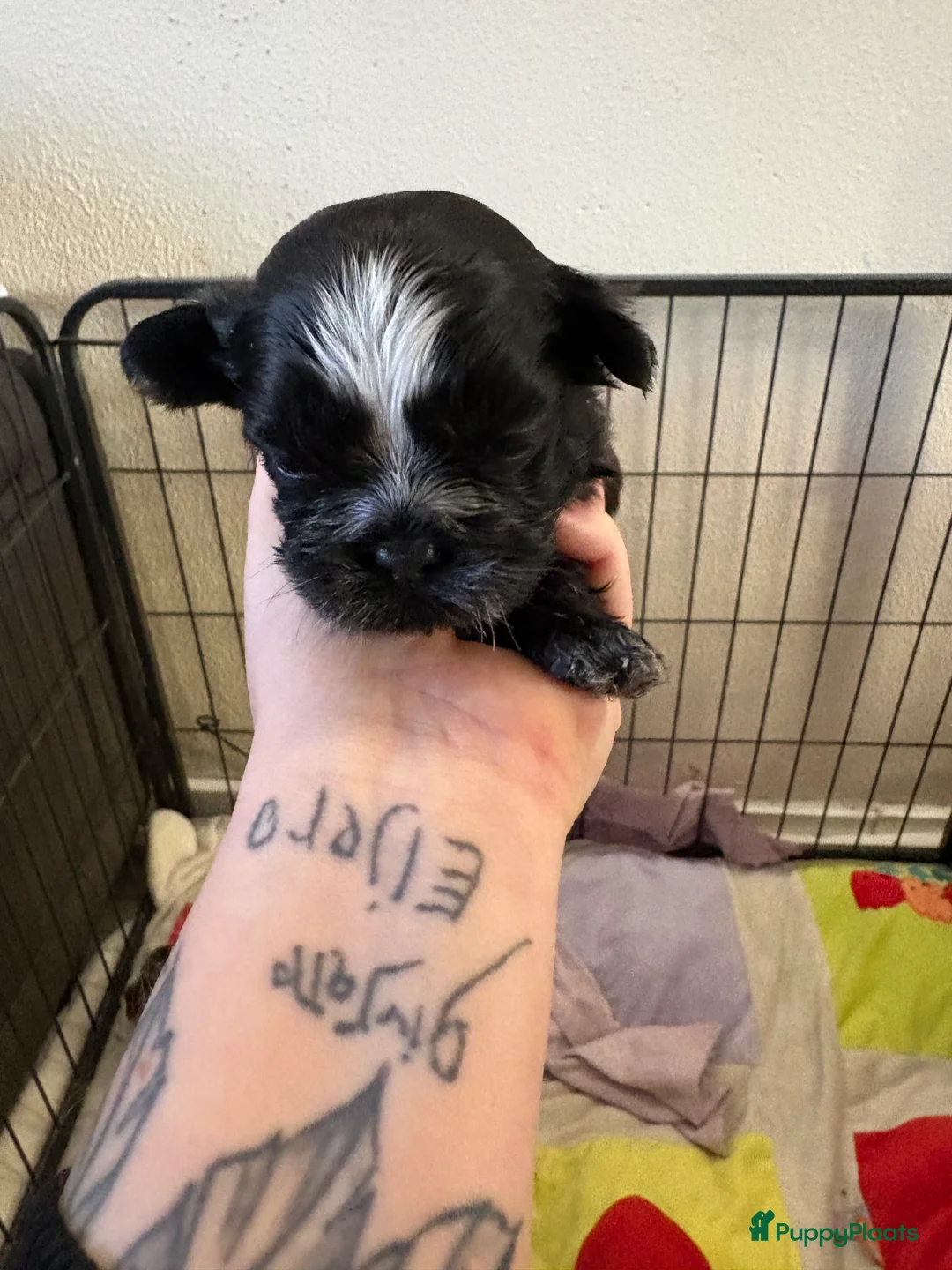 Shih Tzu honden te koop: Boomertjes - Advertentie 15