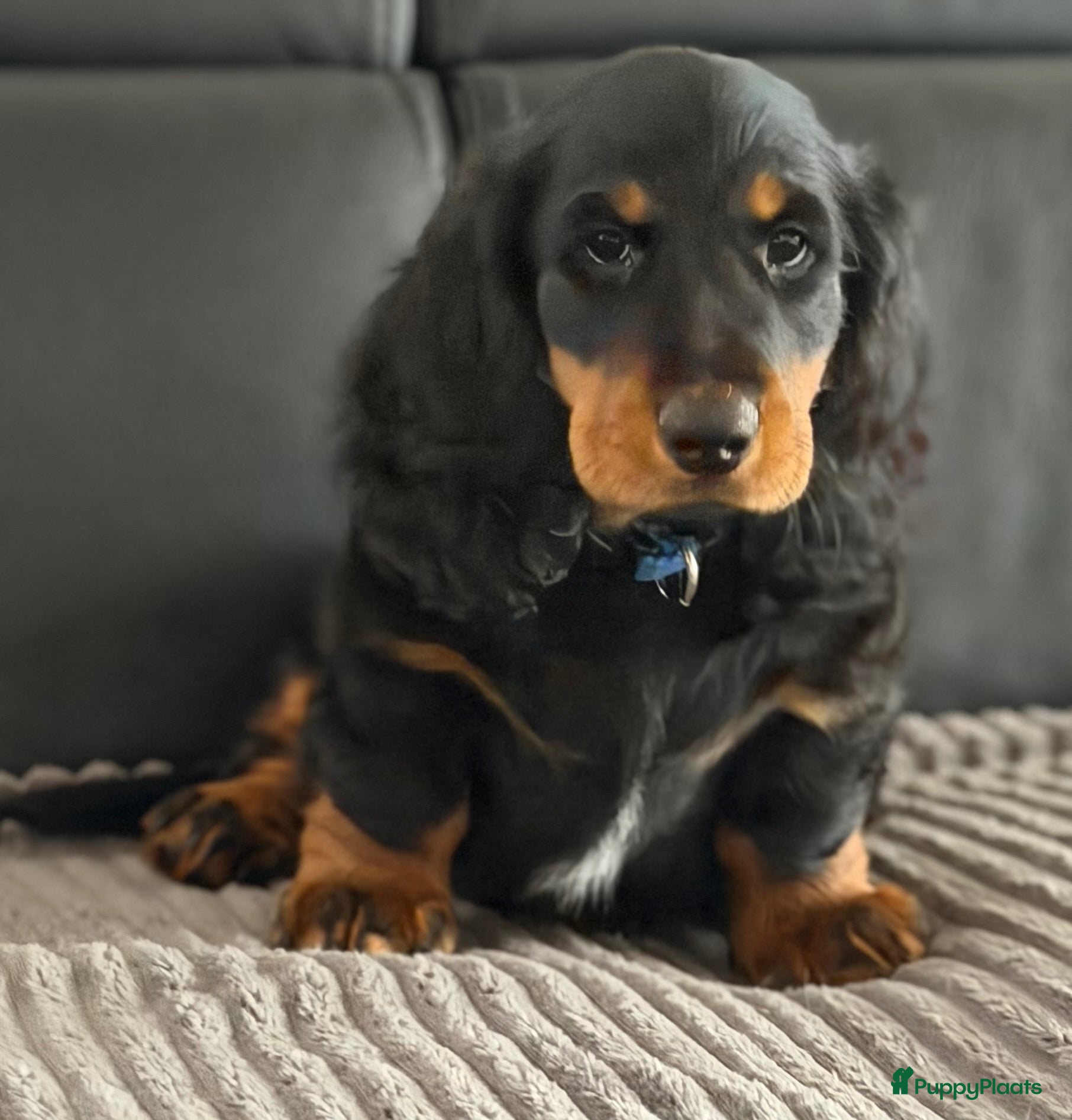 Teckel (langhaar) honden Teckelpups standaard langhaar - Advertentie 2