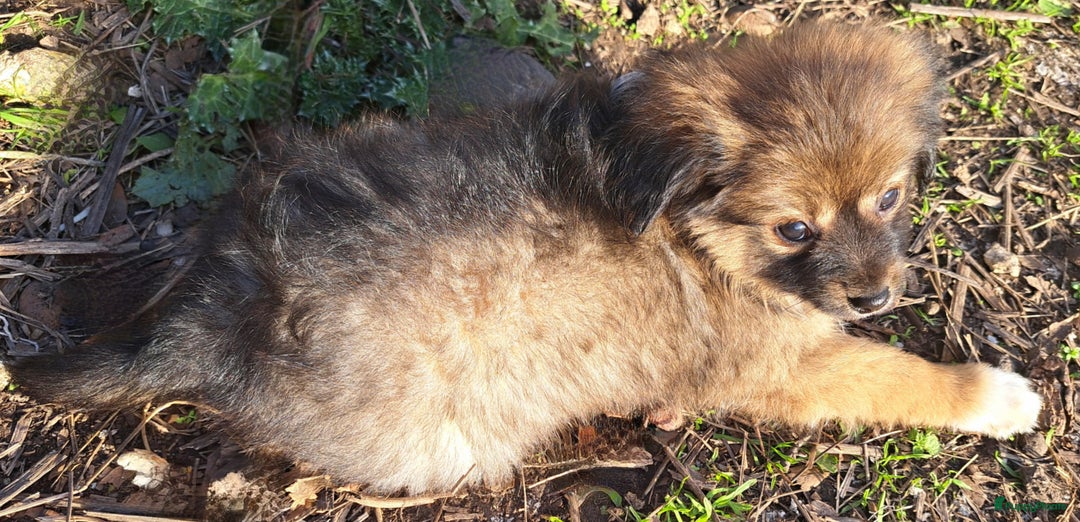 Kruising honden te koop: De mooiste Toy PapilLa - Advertentie 8