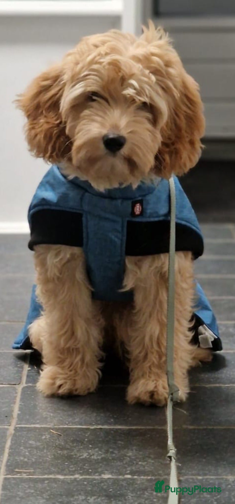 Australian Labradoodle honden te koop: Nestje Australian Labradoodles mini - Advertentie 25
